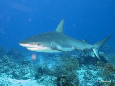 This dive site has a lot of reef sharks (Carcharhinus perezii)