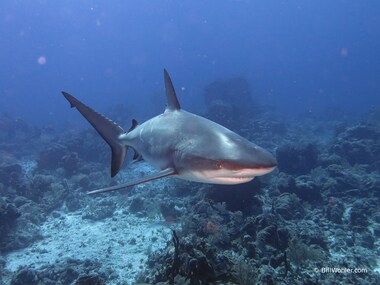 This dive site has a lot of reef sharks although on close inspection, all of these photos appear to be the same individual (Carcharhinus perezii)