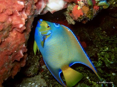 Queen angelfish (Holacanthus ciliaris)