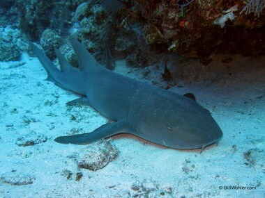 This nurse shark sleeps until hunting hour (Ginglymostoma cirratum)