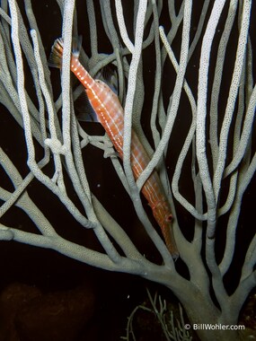 This Atlantic trumpetfish thinks he's hiding (Aulostomus maculatus)