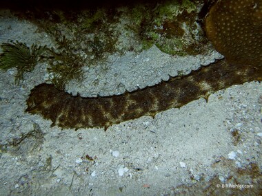 The tiger tail sea cucumber feeds at night (Holothuria thomasi)
