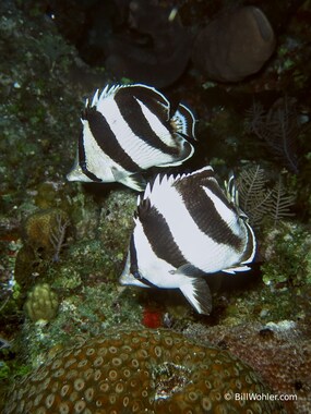 A pair of banded butterflyfish (Chaetodon striatus)
