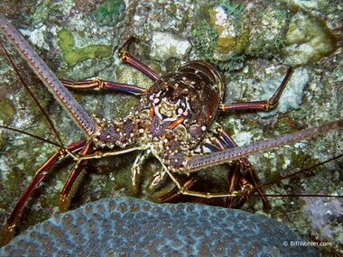 Caribbean spiny lobster (Panulirus argus)