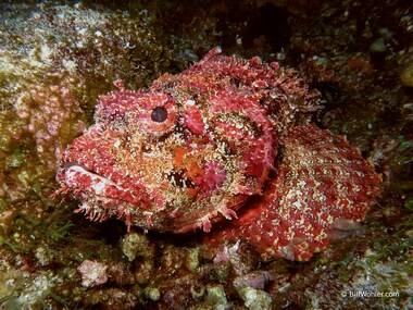 Spotted scorpionfish (Scorpaena plumieri)