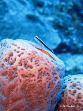 Some sort of goby (Elacatinus) perched over a sponge