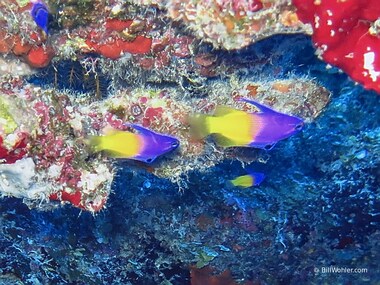 Ever-moving fairy basslets are hard to photograph (Gramma loreto)