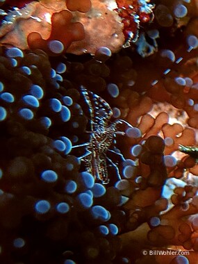 Pederson cleaner shrimp (Ancylomenes pedersoni)