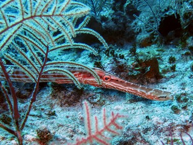 Atlantic trumpetfish (Aulostomus maculatus)