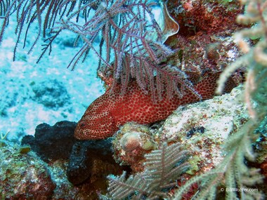 Graysby (Cephalopholis cruentata)