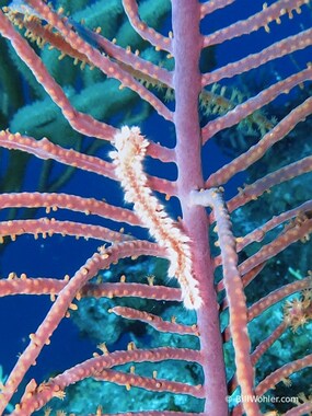 Bearded fireworm (Hermodice carunculata)