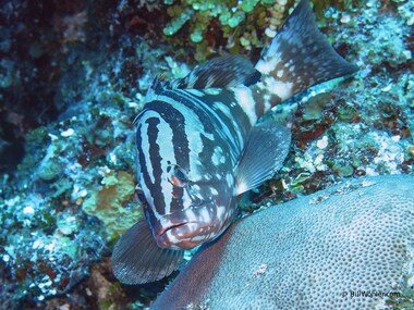 Nassau grouper (Epinephelus striatus)