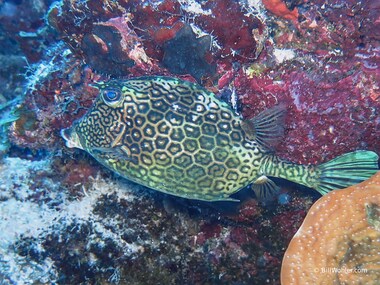 Honeycomb cowfish (Acanthostracion polygonius)