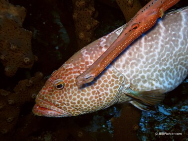 Atlantic trumpetfish and tiger grouper hunt together (or are they just buds?) (Aulostomus maculatus) (Mycteroperca tigris)