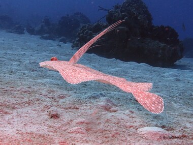 A peacock flounder takes flight... (Bothus lunatus)