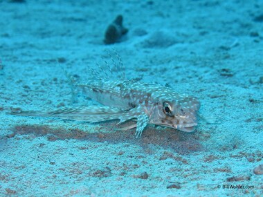 The flying gurnard doesn't so much fly as rummage through the sand (Dactylopterus volitans)