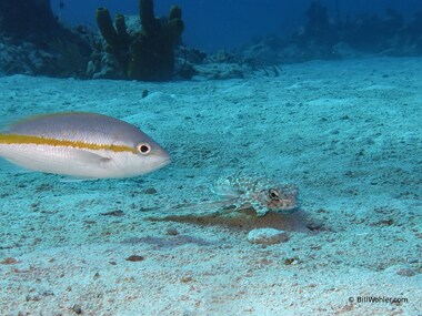 A yellow snapper hopes for a quick meal uncovered by the flying gurnard