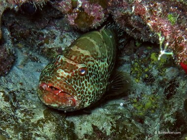 Tiger grouper (Mycteroperca tigris)