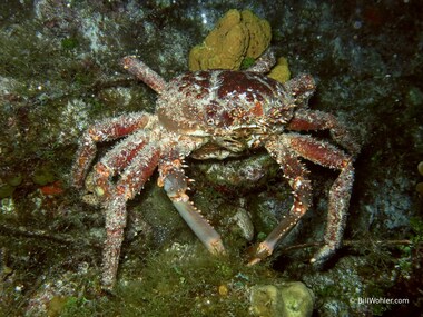 Channel clinging crab (Mithrax spinosissimus)