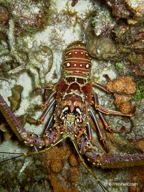 Caribbean spiny lobster (Panulirus argus)