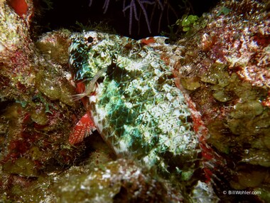 An unidentified parrotfish (Sparisoma) sleeps