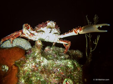 They went that-a-way!