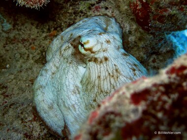 Common octopus (Octopus vulgaris)