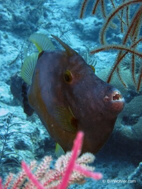 Whitespotted filefish (Cantherhines macrocerus)