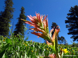 Applegate paintbrush (Castilleja applegatei)