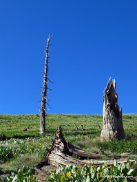 Dead trees in a field of mule ears