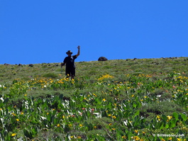 George waves near the top of the initial climb in a field of mule ears