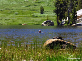 George likes to swim in every lake he visits