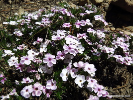 Spreading phlox (Phlox diffusa)