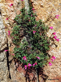 A purple flower grows in a rock