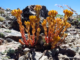 A few succulents grow out of the rocks