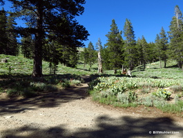 The (not at all marked) trailhead from Schneider Camp