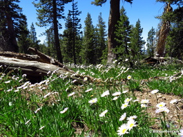 A small field of wandering daisies (Wandering daisies)