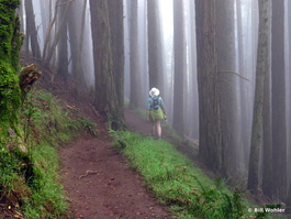 Deb walks through the foggy forest