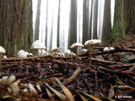 Mushrooms blanket the forest floor