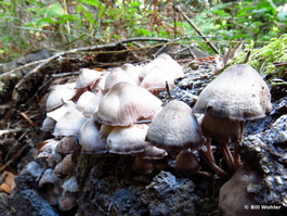 Mushrooms help break down a fallen tree