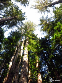 The majestic canopy of the redwoods