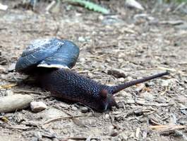 Why did the snail cross the trail?