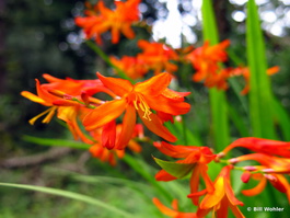 An unknown lily or iris