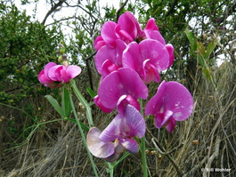 Non-native, but beautiful, everlasting peas (Lathyrus latifolius)