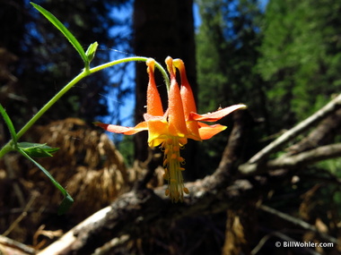 A pretty flower towards the end of the loop