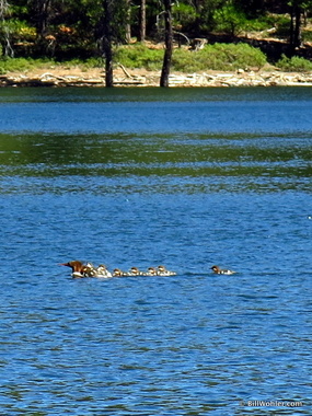 A mother water bird and her flock