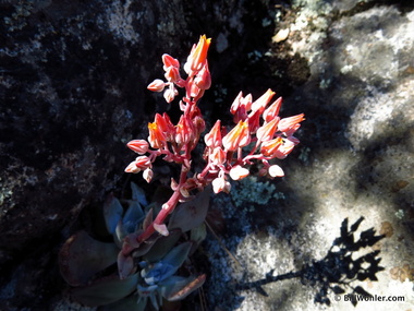 A succulent flowers