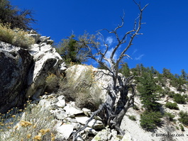 This bush decided that growing in rock wasn't optimal