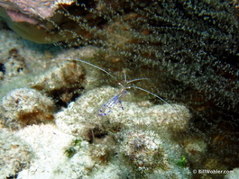 Pederson cleaner shrimp (Ancylomenes pedersoni)