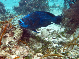 Midnight parrotfish (Scarus coelestinus)